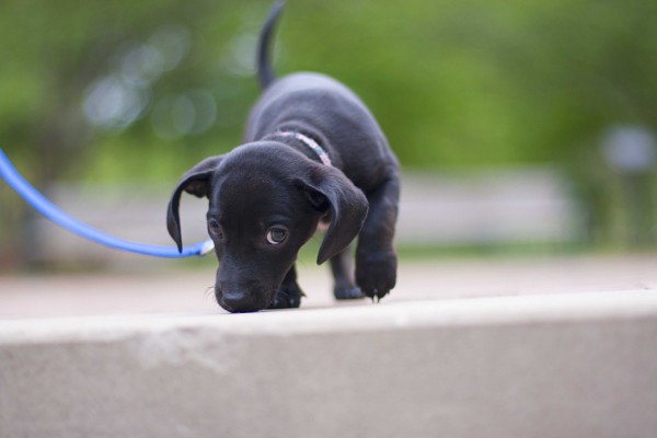 © Emily Lynn Photography, adorable-Dachshund-puppy