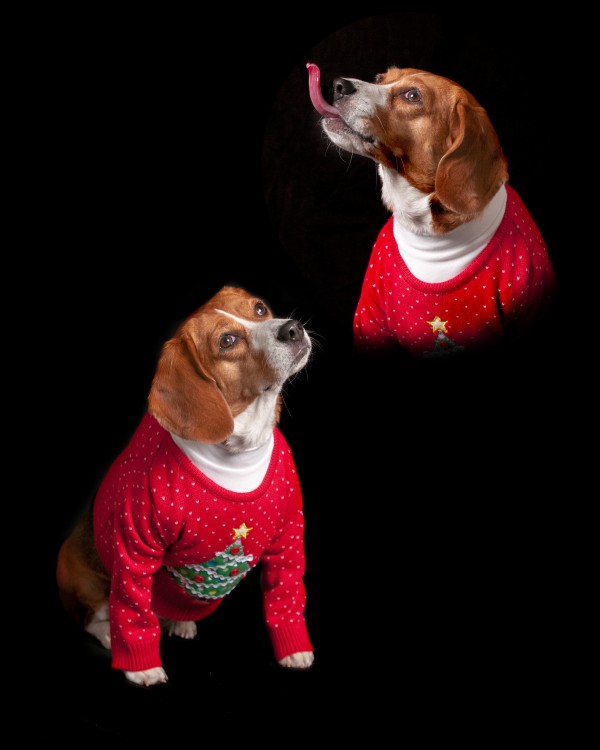 beagle-in-holiday-sweater,