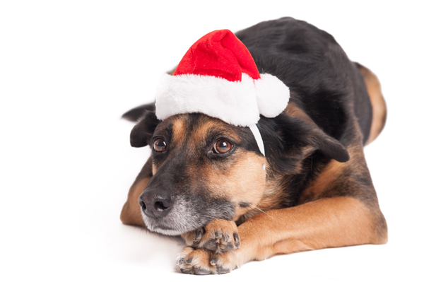 Spotlight: The 12 (or so) Dogs of Christmas: Part 2