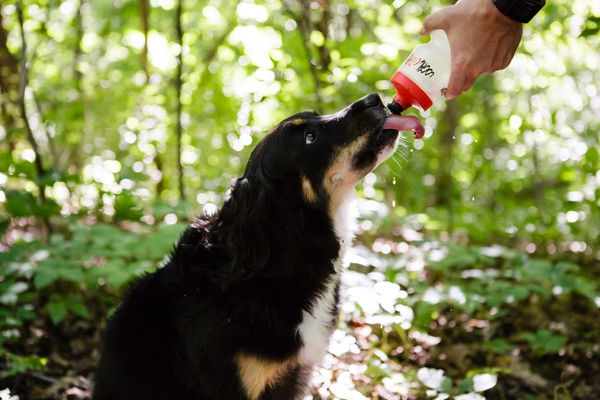© Jen Madigan Photography, North-Liberty-dog-portraits