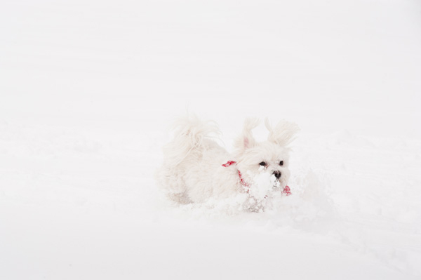 © Alice G Patterson Photography, Maltese-running-in-snow