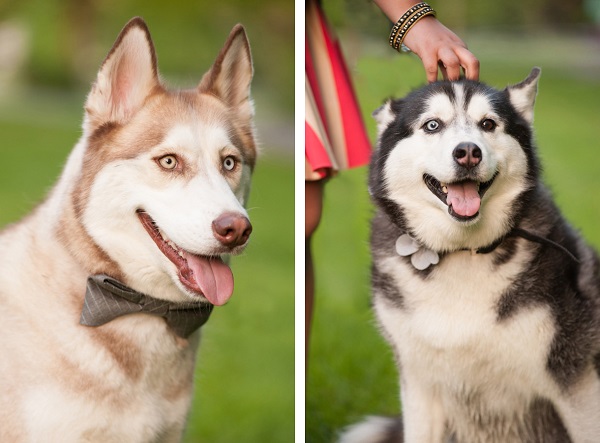 © Alice G Patterson Photography,  rescued Siberian Huskies, Virginia-pet-photographer