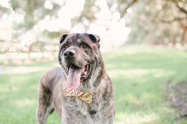 © Britt Croft Photography, |Daily Dog Tag | Handsome-dog-in-bowtie