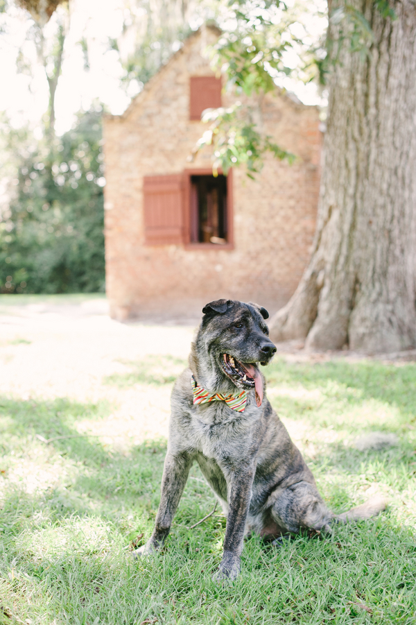 © Britt Croft Photography,| Daily Dog Tag | Handsome dog