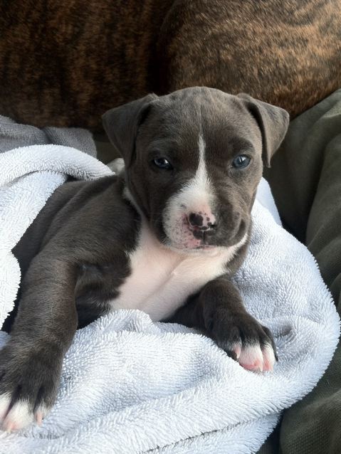 © Kelly Newfield, | Daily Dog Tag |, Adoptable-Pit -Bull-Puppy-from- Love-Leo-Rescue