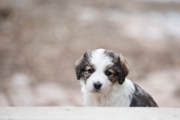 © Lori Hoffarth Photography, | Daily Dog Tag | Adoptable Puppy from Windy City Canine Rescue, Alberta
