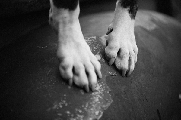 © Photo Lab Pet Photography, Pit Bull Paws