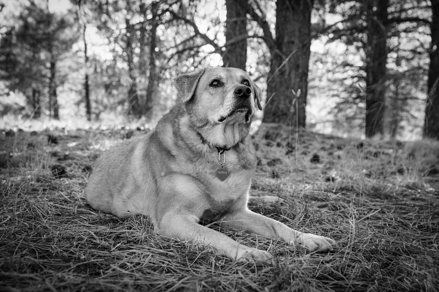 © Tangled Lilac Photography, | Daily Dog Tag | Handsome senior dog