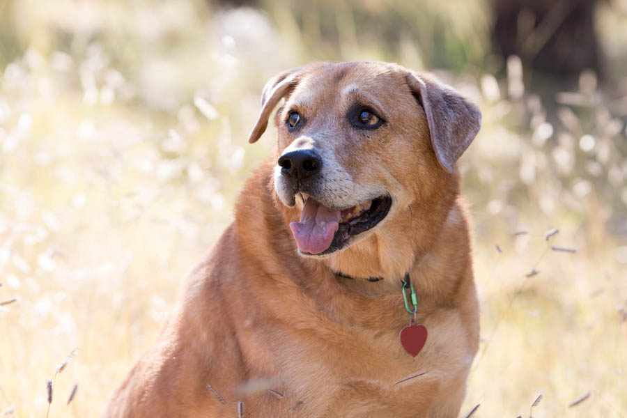 © Tangled Lilac Photography, | Daily Dog Tag |, Handsome Senior dog