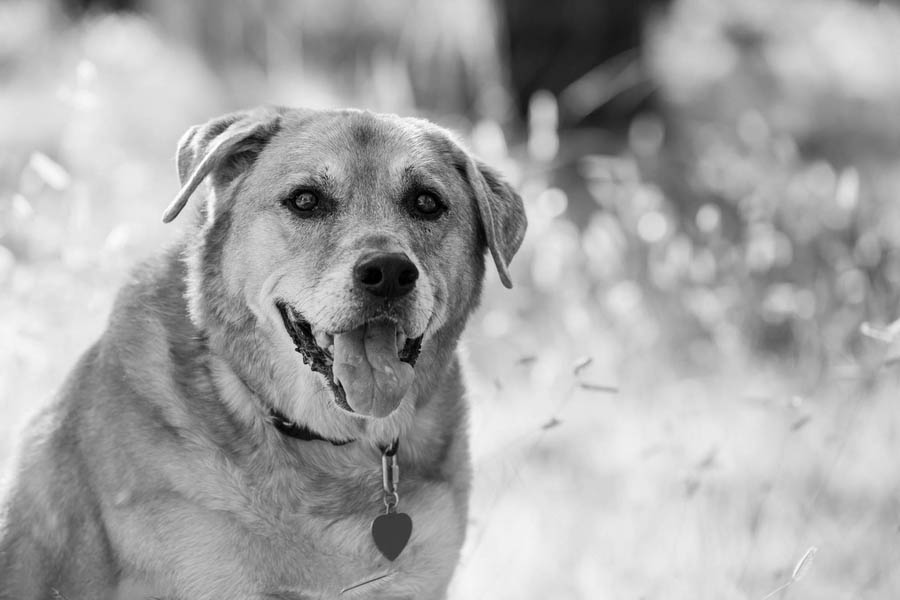 © Tangled Lilac Photography, | Daily Dog Tag | Handsome-Rhodesian-Ridgeback-Mix