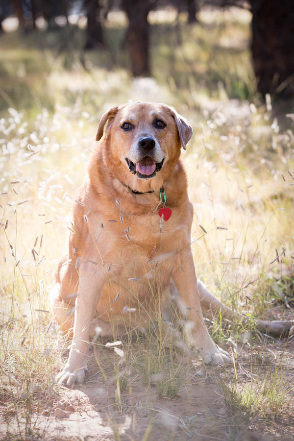 © Tangled Lilac Photography, | Daily Dog Tag | Handsome-dog
