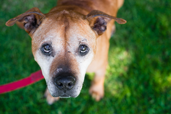 © Westway Studio, Adoptable senior dog from Lionel's Legacy