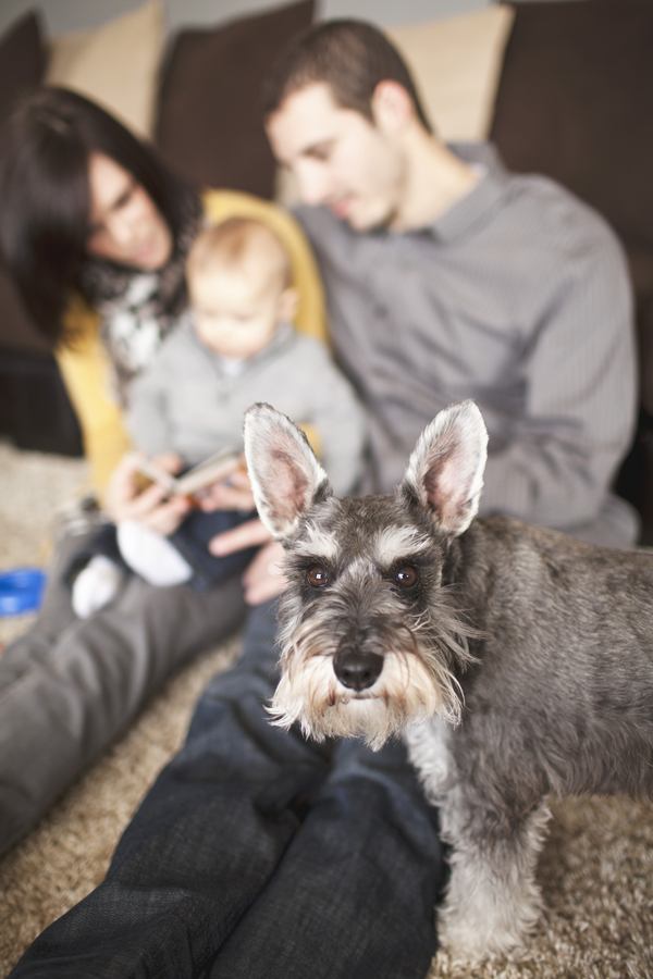 © Taylor Whitham Photography, Miniature-Schnauzer-and-family