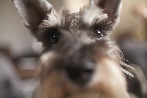 © Taylor Whitham Photography | Daily Dog Tag | Miniature #Schnauzer