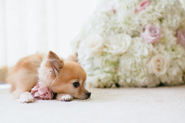 © Kathy Lui Photography, | Daily Dog Tag |, Best Dog, #Chihuahua , #weddingdog