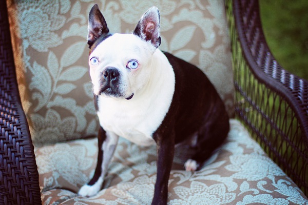 , | Daily Dog Tag |, Santa Monica Pet Portraits