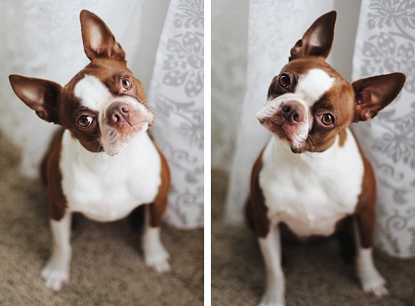 © Genevieve Elaine Photography | Daily Dog Tag |, red-Boston-Terrier, #headtilt