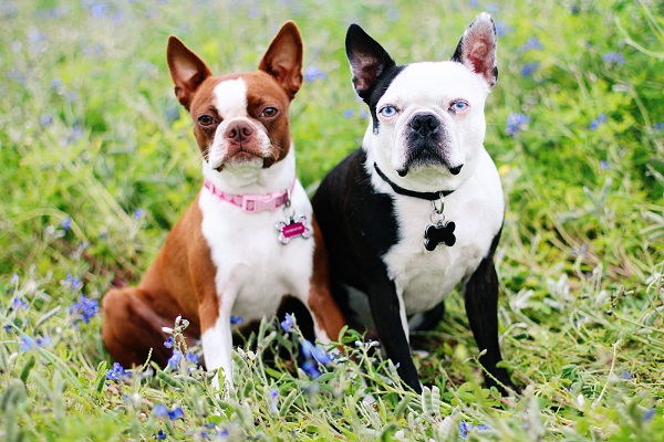 © Genevieve Elaine Photography | Daily Dog Tag |, Boston-Terriers-BFFs