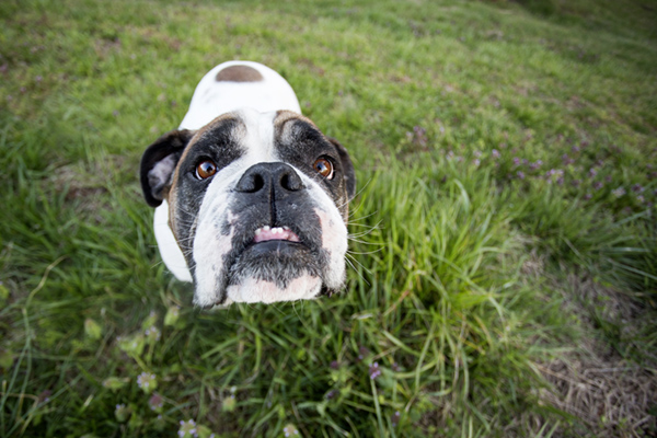 © McGraw Photography,  | Daily Dog Tag |, English-Bulldog