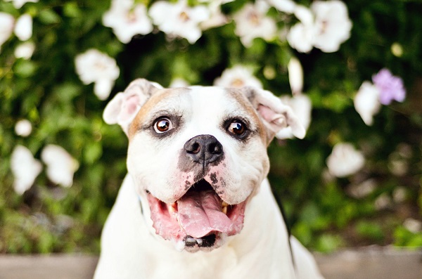 © Jessica Cobb Pet Photography | Daily Dog Tag |, Bulldog-Mixed-Breed