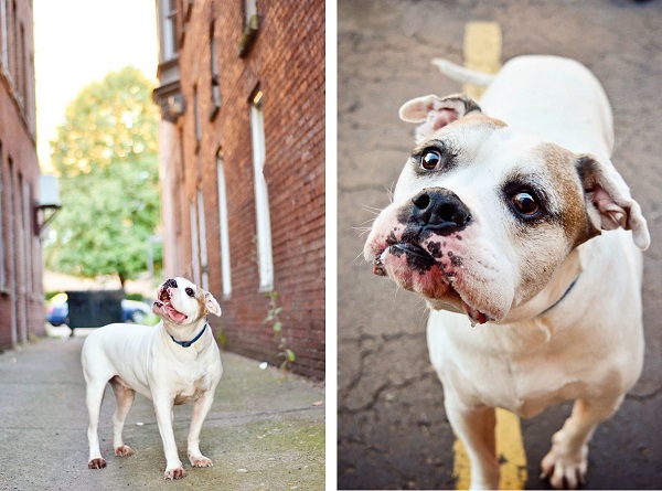 © Jessica Cobb Pet Photography,  | Daily Dog Tag |, Bulldog-Mixed-Breed