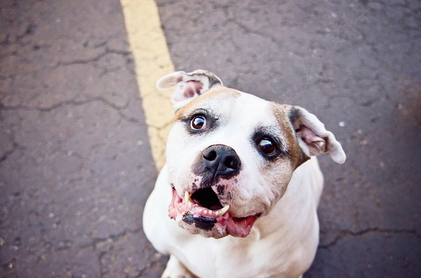 © Jessica Cobb Pet Photography,  | Daily Dog Tag |, Bulldog-Mixed-Breed