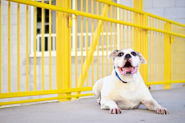 © Jessica Cobb Pet Photography, | Daily Dog Tag |, Bulldog-Mixed-Breed