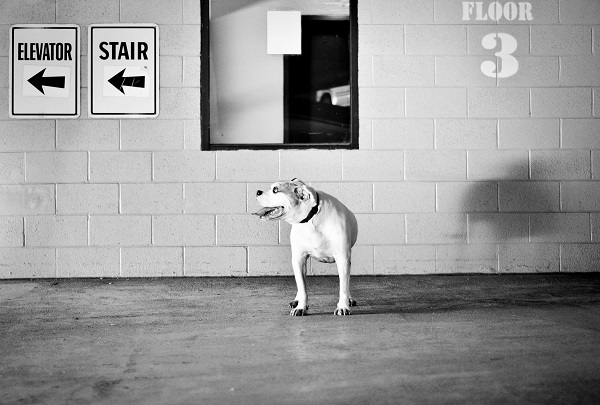 © Jessica Cobb Pet Photography | Daily Dog Tag |, creative-dog-photography