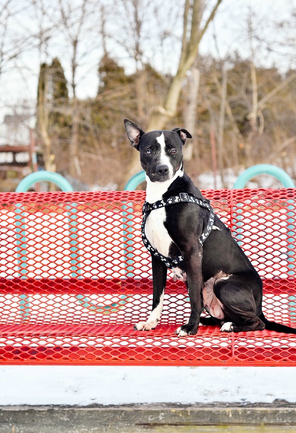 © Jessica Cobb Photography | Daily Dog Tag | Adoptable-Sweetie-SPCA-of-Luzerne-County-PA