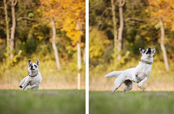 © Kathryn Schauer Photography, | Daily Dog Tag | dog-catching-ball