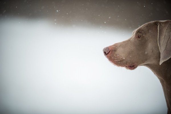 © LinneaLiz Photography | Daily Dog Tag |, Handsome-Dog