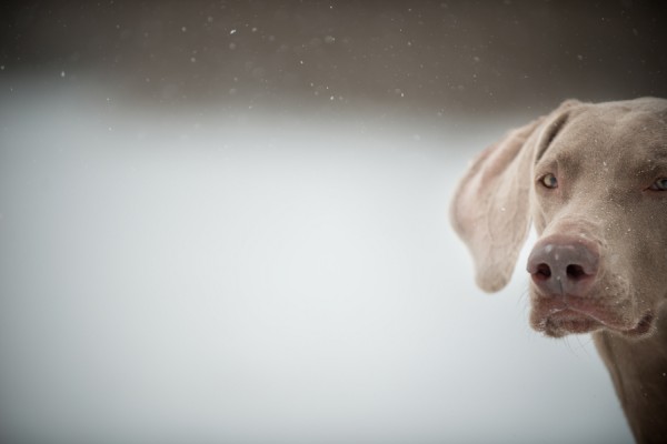 © LinneaLiz Photography | Daily Dog Tag |, Weimaraner-in-snow