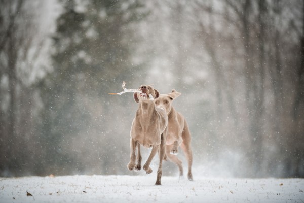 © LinneaLiz Photography | Daily Dog Tag |, Weimaraner-playing-in-snow