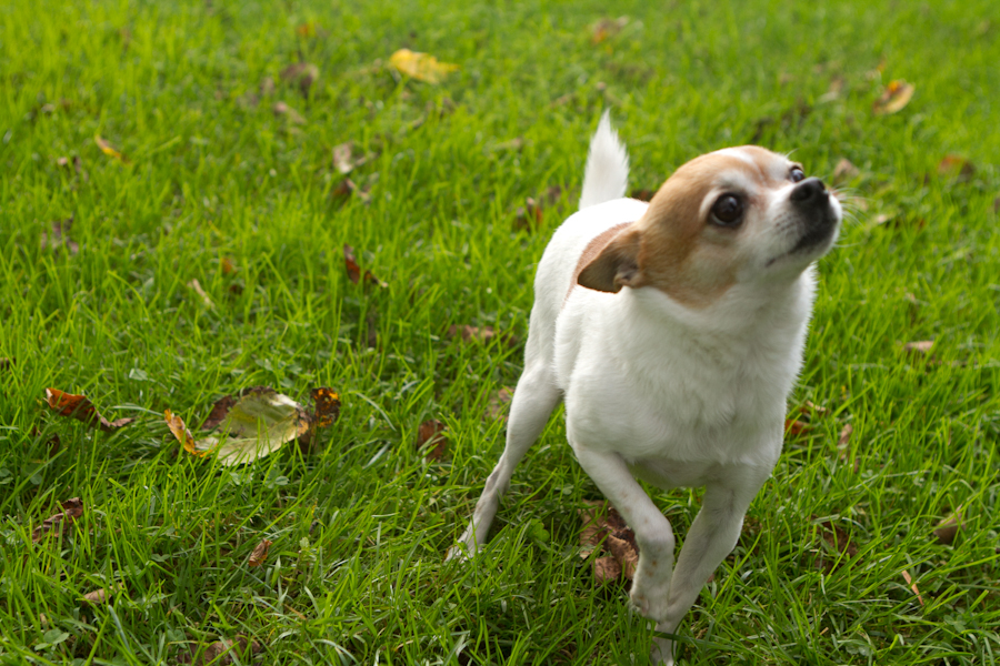 © SH Photography | Daily Dog Tag | Chihuahua-Fox-Terrier