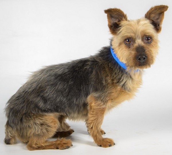 Dasher-Adoptable-Silky-Terrier, National-Mill-Dog-Rescue