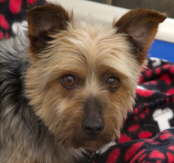 Dasher-Adoptable-Silky-Terrier, National-Mill-Dog-Rescue
