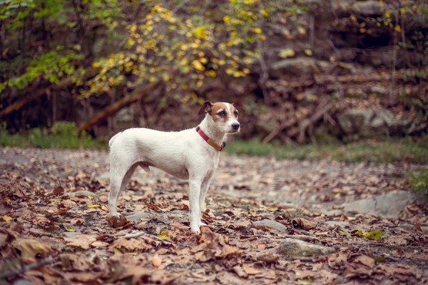 © Emily Morone Fotographia | Daily Dog Tag | Jack Russell Terrier