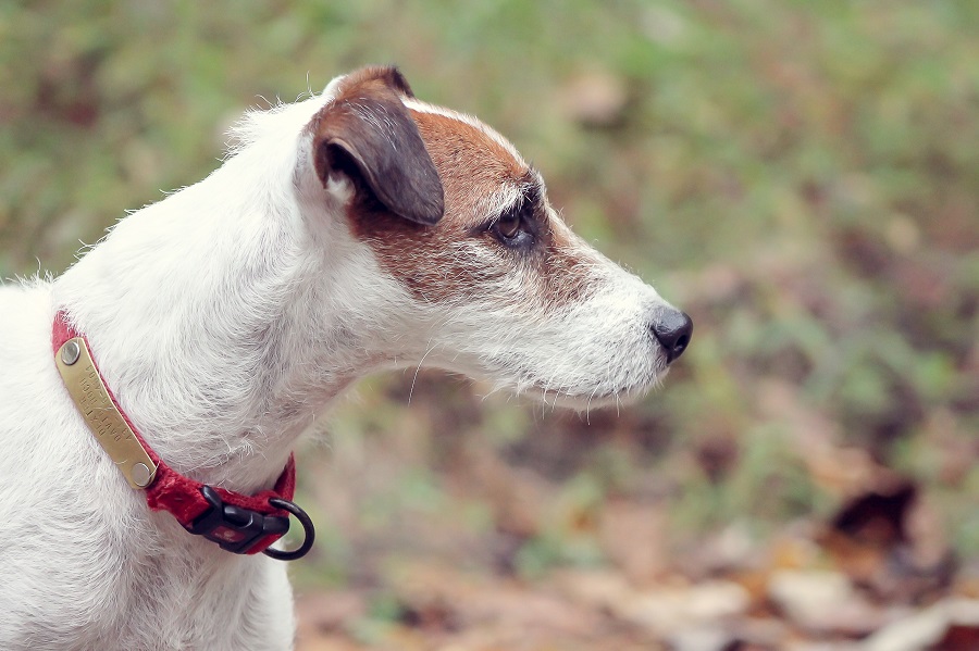 © Emily Morone Fotographia | Daily Dog Tag | handsome-Jack-Russell-Terrier