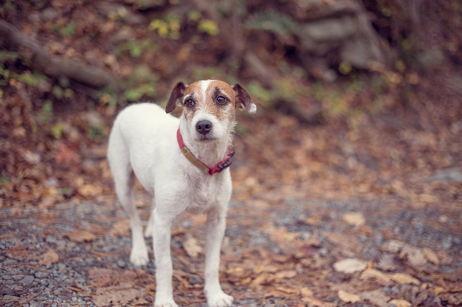 © Emily Morone Fotographia | Daily Dog Tag | Jack Russell Terrier, VA dog Photography