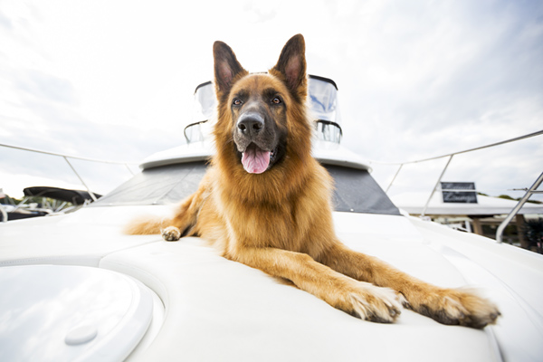 © McGraw Photography | Daily Dog Tag | GSD on boat