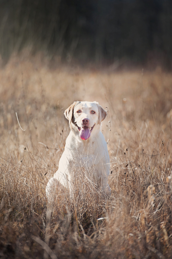 © Kim Reimer Photography  | Daily Dog Tag |  Yellow Labrador Retriever