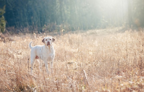 © Kim Reimer Photography  | Daily Dog Tag |  Yellow Labrador Retriever