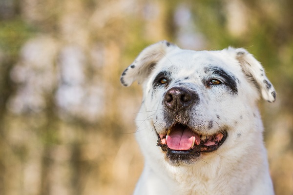 Photo by www.marymaier.com | Daily  Dog Tag | adoptable-#dalmatian-mix-BARK-VA