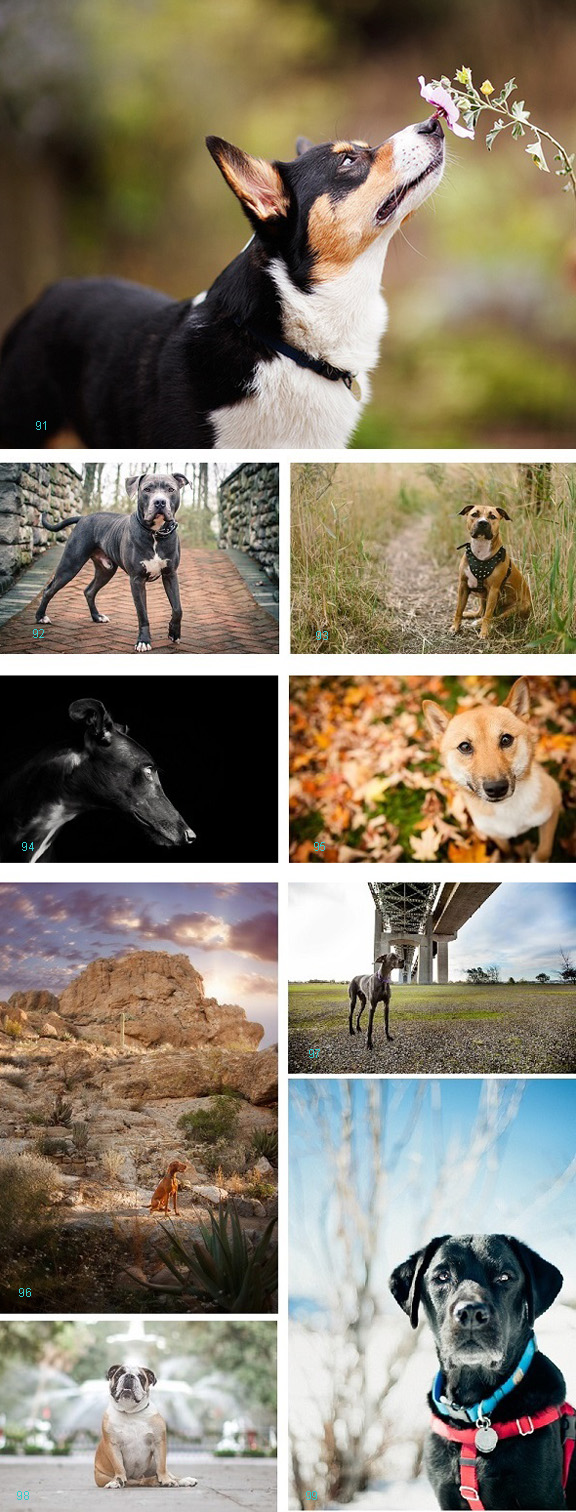 Handsome-Dogs | Daily Dog Tag | Corgie, Black Labrador, Pit bull, 