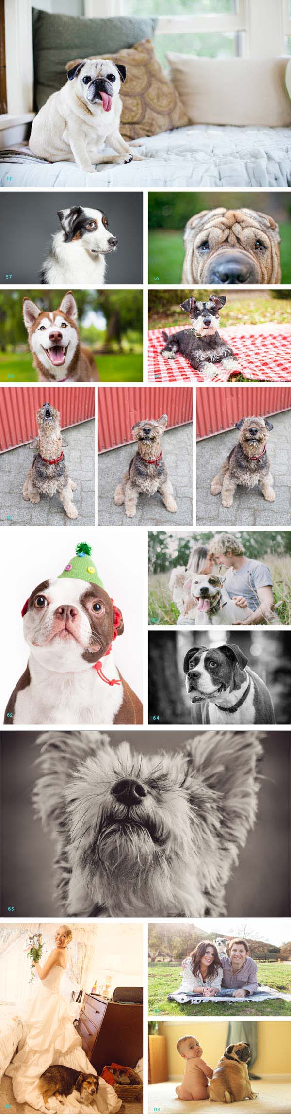 Biggest Scene Stealer , funny dog photos | Daily Dog Tag |