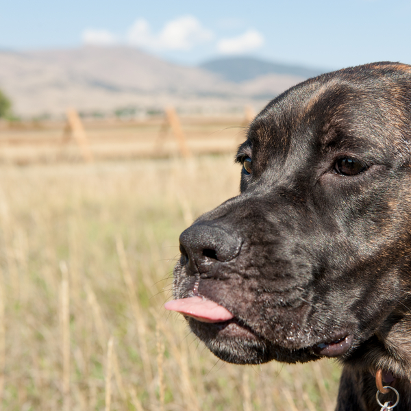 © Ashleigh Miller Photography | Daily Dog Tag | Mastiff sticking tongue out