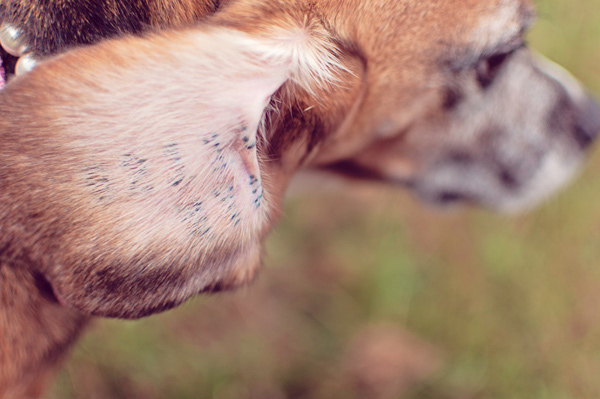 © Sweet Rocket Photography | Daily Dog Tag | Ear Tattoo on Beagle Used in Lab