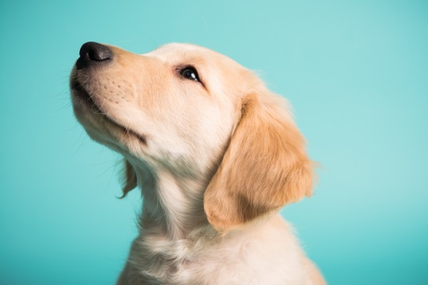© Chewbone Studio | Daily Dog Tag | Golden Retriever Puppy