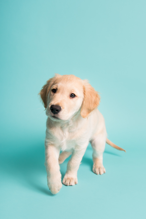© Chewbone Studio | Daily Dog Tag | Golden Retriever Puppy