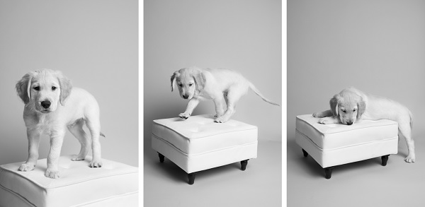 © Chewbone Studio | Daily Dog Tag | Golden Retriever Puppy-on-furniture